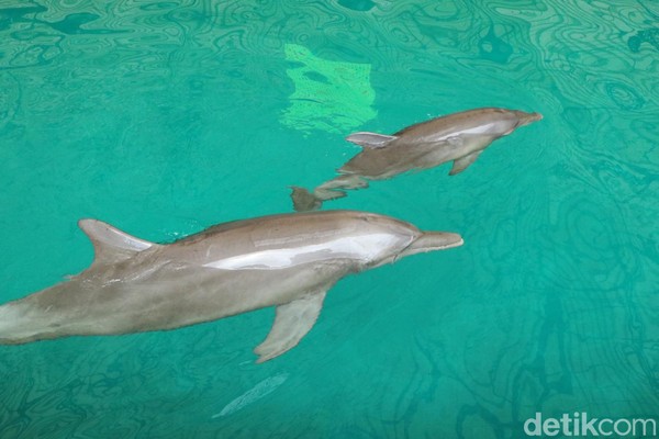 Lumba-lumba hidung botol atau dolphin berhasil lahir di Taman Safari Prigen, Pasuruan. Dolphin berjenis kelamin betina itu diberi nama Uchuy.