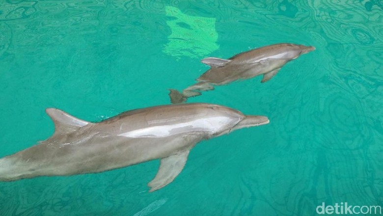 Lumba-lumba Hidung Botol Taman Safari Lumba-lumba Hidung Botol atau dolphin berhasil lahir di Taman Safari Prigen, Pasuruan