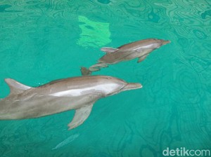 Gemasnya Bayi Lumba-lumba di Taman Safari Prigen, yang Memberi Nama Langsung Menteri