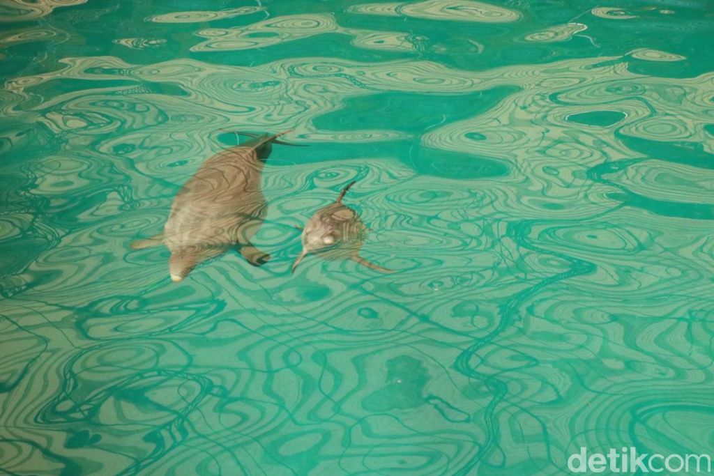 Lumba-lumba Hidung Botol atau dolphin berhasil lahir di Taman Safari Prigen, Pasuruan
