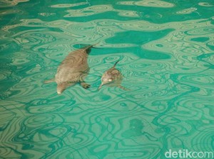 Lumba-lumba Botol Mati Terdampar di Pantai Pangandaran