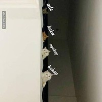 Momen saat bawa pacar ke rumah. Anggota keluarga auto jadi mata-mata kelas kakap. Siapa yang pernah ngalamin kayak gini juga? Foto: 1cak.com