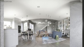 Ini pandangan mata kucing ketika melihat ruangan. Foto: HomeAdvisor  