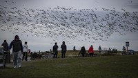 Kawanan angsa, yang berkembang biak di Siberia, bermigrasi di sepanjang pantai pasifik untuk menghabiskan musim dingin.
