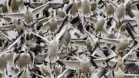 Angsa salju berkembang biak di utara garis kayu di Greenland, Kanada, Alaska, dan ujung timur laut Siberia, dan menghabiskan musim dingin di bagian hangat Amerika Utara dari British Columbia bagian barat daya melalui sebagian Amerika Serikat hingga Meksiko.