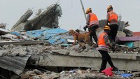 Anggota polisi dengan bantuan Unit Satwa K9 Mades Polri di Rumah Sakit Mitra Manakarra yang runtuh akibat gempa bumi di Mamuju, Sulawesi Barat, Minggu (17/1/2021).