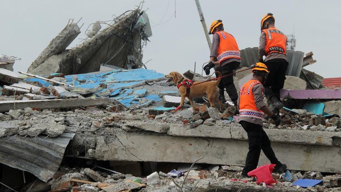 Anjing Pelacak Dikerahkan untuk Evakuasi Korban Gempa Mamuju Proses pencarian dan evakuasi korban gempa Mamuju, Sulbar, masih terus dilakukan. Polisi pun kerahkan anjing pelacak untuk bantu pencarian dan evakuasi korban.