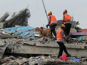Anjing Pelacak Dikerahkan untuk Evakuasi Korban Gempa Mamuju