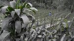 Desa di Lumajang Diselimuti Abu Imbas Erupsi Gunung Semeru