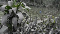 Seperti diketahui, Gunung Semeru mengeluarkan guguran awan panas sejauh 4,5 km pada Sabtu (16/1) kemarin. Material abu vulkanik akibat letusan Gunung Semeru terlihat menempel pada tanaman di Desa Desa Wonoagung, Lumajang, Jawa Timur. Antara Foto/Zabur Karuru.