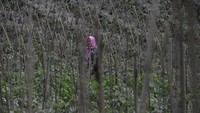 Petani membersihkan debu vulkanik letusan Gunung Semeru yang menempel pada tanaman di kebun miliknya di Desa Wonoagung, Lumajang, Jawa Timur, Minggu (17/1/2021). Antara Foto/Zabur Karuru.