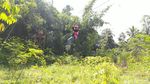Foto Uji Nyali Seru di Ciamis, Naik Flying Fox di Atas Sungai