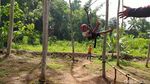 Foto Uji Nyali Seru di Ciamis, Naik Flying Fox di Atas Sungai