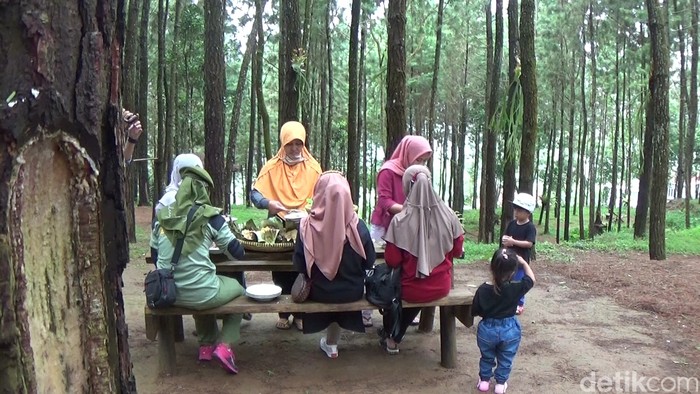 Makan di Tengah Hutan Pinus Buaran, Banjarnegara