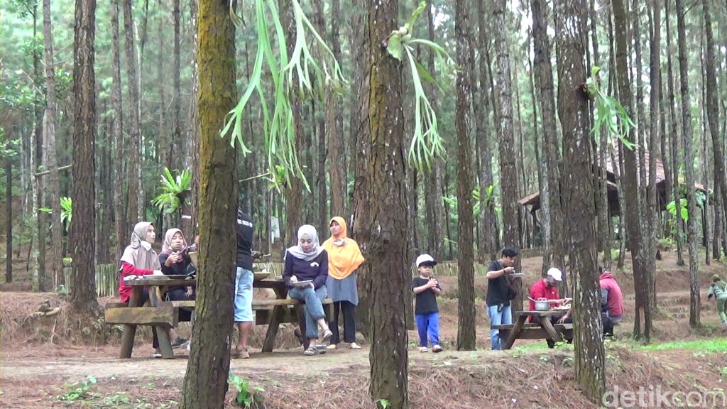 Makan di Tengah Hutan Pinus Buaran, Banjarnegara