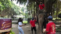 Hadiah gunungan buah untuk dua ekor gajah itu pun merupakan kerjasama antara Taman Satwa Taru Jurug (TSTJ) dengan Fave Hotel Solo. Seperti diketahui, di masa pandemi COVID-19 seperti saat ini Taman Satwa Taru Jurug masih bertahan meski mengalami penurunan jumlah kunjungan akibat pembatasan pengunjung guna mengantisipasi penyebaran virus Corona. 