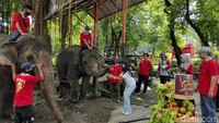 Dua ekor gajah bernama Manohara dan Dian mendapat hadiah berupa gunungan buah, Solo, Jawa Tengah, Minggu (17/1/2021).
