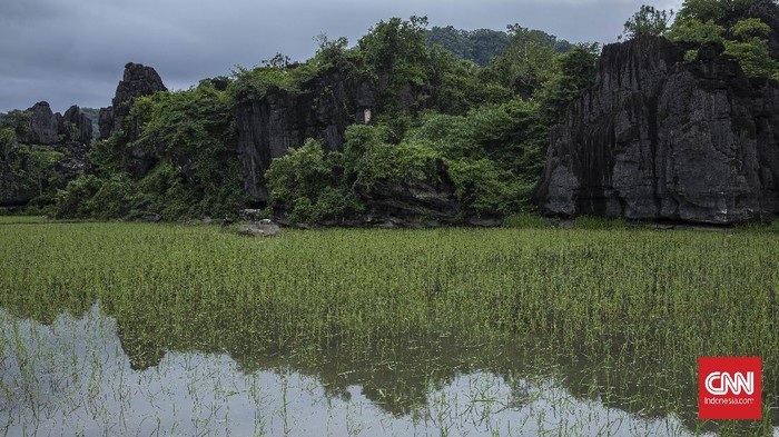 Aktivitas warga di hutan karst Rammang-Rammang, Maros, Sulawesi Selatan, Selasa, 29 Desember 2020. Kawasan Rammang-Rammang merupakan kawasan hutan karst atau pegunungan kapur terbesar ketiga di dunia setelah kawasan karst di China Selatan dan Madagaskar. CNN Indonesia/Bisma Septalisma