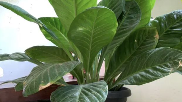 Anthurium hookeri. Ist