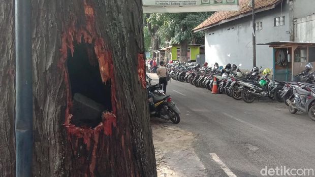 Batang pohon Mahoni yang terbakar sudah dipadamkan Damkar
