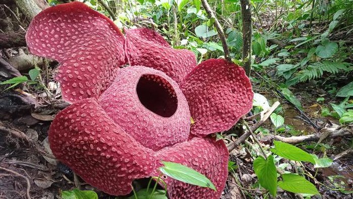 Bunga Rafflesia mekar di Agam Sumbar (Foto: Istimewa)