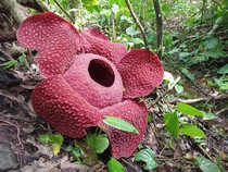 3 Keunikan Bunga Rafflesia Arnoldii Ikon Bengkulu, Berbau Busuk tapi Memikat