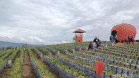 Perkebunan Strawberry ini berada persis berhadapan dengan pintu masuk Kawasan Danau Kembar. Namanya, Kawasan Agrowisata DZ Jikho Strawberry Organik. Luasnya lebih dari satu hektar.  (Foto: Jeka Kampai/detikcom)