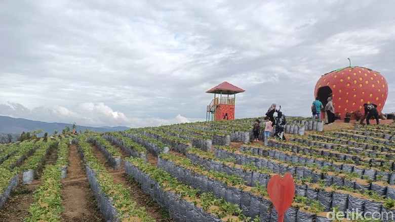 DZ Jikho Strawberry, Alahan Panjang Solok, Sumatera Barat DZ Jikho Strawberry, Alahan Panjang Solok, Sumatera Barat