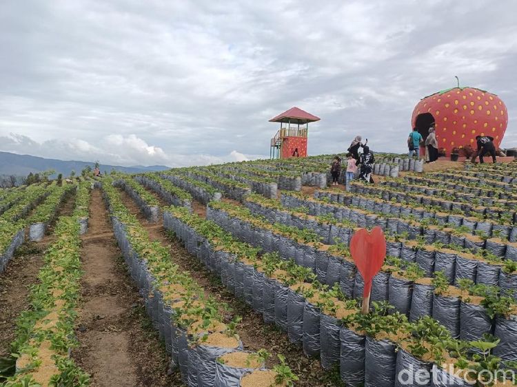 Serunya Menikmati Wisata Petik Stroberi di Solok