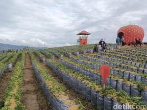 Rekomendasi Wisata Hits di Solok: Kebun Strawberry