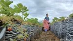 Serunya Menikmati Wisata Petik Stroberi di Solok