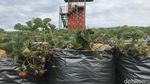 Serunya Menikmati Wisata Petik Stroberi di Solok