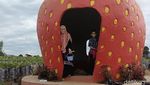 Serunya Menikmati Wisata Petik Stroberi di Solok