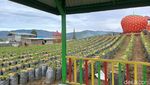 Serunya Menikmati Wisata Petik Stroberi di Solok