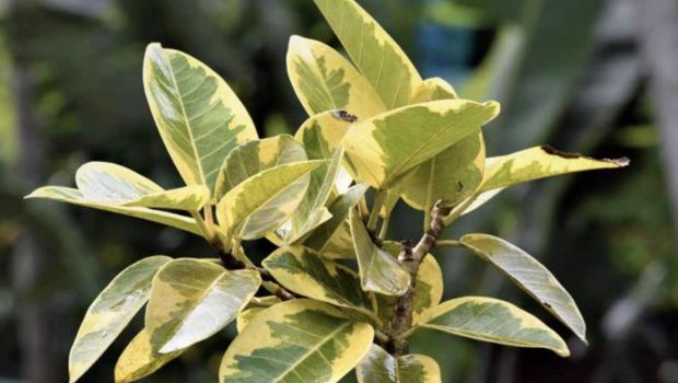 Ficus Altissima. Ist