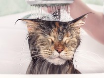 7 Alasan Kucing Takut Air, Salah Satunya karena Pengalaman Buruk