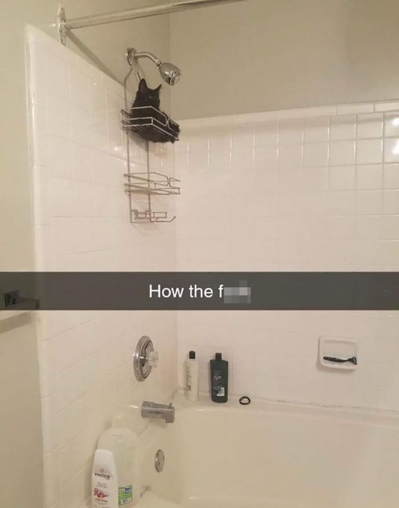 Kelakuan Si Kucing yang Bikin Ngakak, Posenya Aneh-aneh!