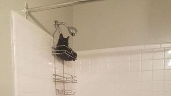 Kok bisa sampai ke atas rak kamar mandi sih? Foto: elefantinxd via Bored Panda