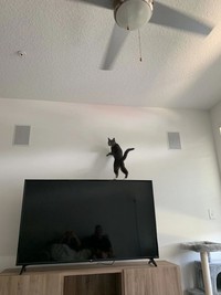 Kelakuan Si Kucing yang Bikin Ngakak, Posenya Aneh-aneh!