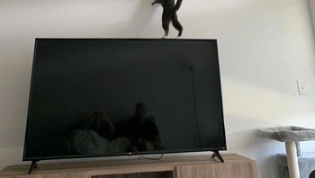 Mpus kenapa bisa berdiri begitu ya. Foto: imgur.com via Bored Panda