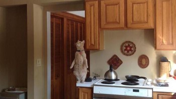 Konsentrasi dan keseimbangan kucing yang patut diapresiasi. Foto: ThopterFox via Bored Panda