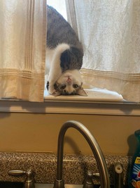 Kelakuan Si Kucing yang Bikin Ngakak, Posenya Aneh-aneh!
