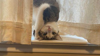 Kenapa posenya bisa imut begitu sih, huhu. Foto: reddit.com via Bored Panda