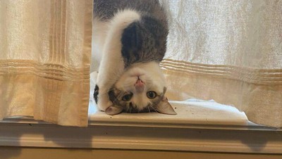 Gaya Kucing Paling Aneh dan Bikin Ngakak