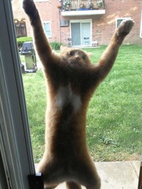 Kelakuan Si Kucing yang Bikin Ngakak, Posenya Aneh-aneh!