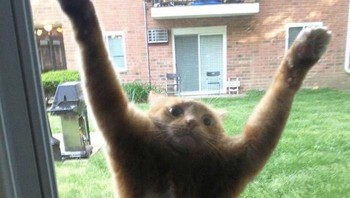 Kucingnya minta masuk ke dalam rumah, tuh. Foto: IvoryHeket via Bored Panda