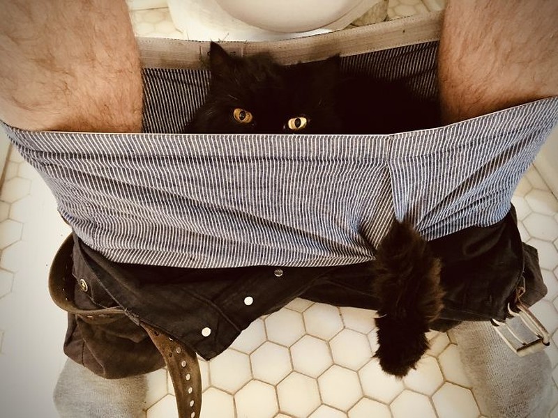 Kelakuan Si Kucing yang Bikin Ngakak, Posenya Aneh-aneh!