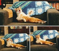 Kelakuan Si Kucing yang Bikin Ngakak, Posenya Aneh-aneh!