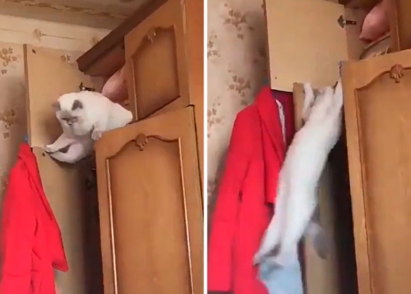 Kelakuan Si Kucing yang Bikin Ngakak, Posenya Aneh-aneh!