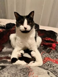 Kelakuan Si Kucing yang Bikin Ngakak, Posenya Aneh-aneh!